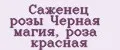 Саженец розы Черная магия, роза красная