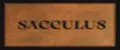 CoriumSacculus