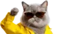 КотZK
