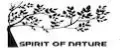 Spirit and Nature