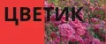 Цветик