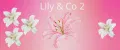 Lily & Co.2.