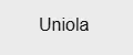 Uniola