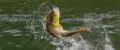 BIG FISH на КРЮЧЬКЕ