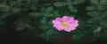 Flower of joy