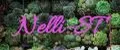 Nelli-ST