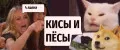 Кисы и Пёсы