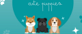 Cute Puppies