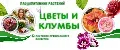 ЦВЕТЫ И КЛУМБЫ