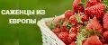 Саженцы из Европы