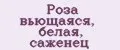 Роза вьющаяся, белая, саженец
