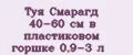 Туя Смарагд 40-60 см в пластиковом горшке 0,9-3 л