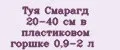 Туя Смарагд 20-40 см в пластиковом горшке 0,9-2 л