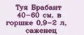 Туя Брабант 40-60 см, в горшке 0,9-2 л, саженец