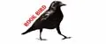 Rook Bird