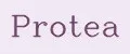 Protea