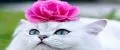 Cat&Flowers