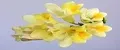 FREESIA FLOWER OF DREAMS