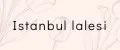 Istanbul lalesi