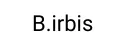 B.irbis