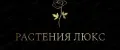 Растения Люкс