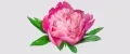 FloRem