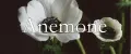 Anemone