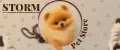 Storm Pet Store