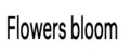 Flowers bloom