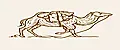 Camello