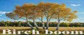 Birch boom