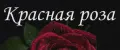 красная роза