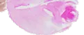 Живая Акварель