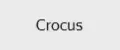 Сrocus