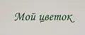 мой цветок