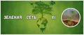 Зеленая cеть XI
