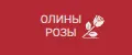 ОЛИНЫ РОЗЫ