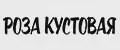 РОЗА КУСТОВАЯ