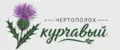 Чертополох Курчавый