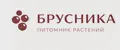 Питомник растений Брусника