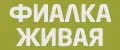 Фиалка живая
