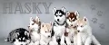 Hasky