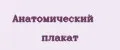 Анатомический плакат