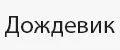 Дождевик
