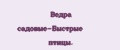 Ведра садовые-Быстрые птицы.