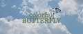 Colorfull Butterfly