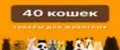 40Кошек