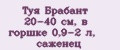 Аналитика бренда Туя Брабант 20-40 см, в горшке 0,9-2 л, саженец на Wildberries