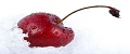 Winter Cherry