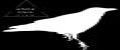 white black crow